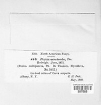 Pyrenopeziza cervinula image